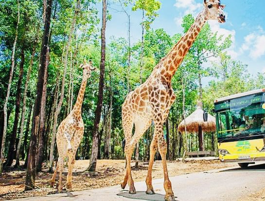 Vinpearl Safari Phú Quốc - Vinpearl Safari Phú Quốc Bãi Dài, Gành Dầu, Phú Quốc, An Giang 922200, Vietnam