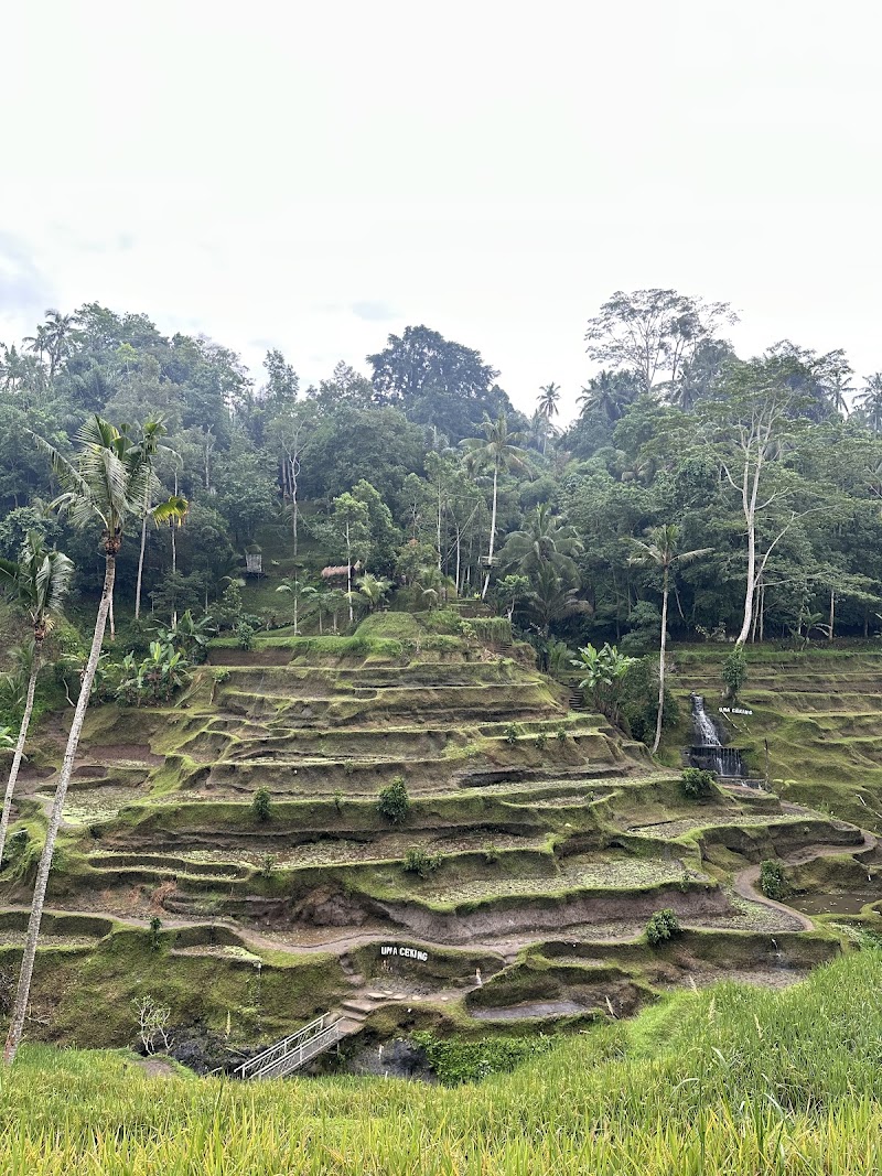 Rice terrace cafe - Rice terrace cafe Jl. Raya Tegallalang, Tegallalang, Kec. Tegallalang, Kabupaten Gianyar, Bali 80561, Indonesia