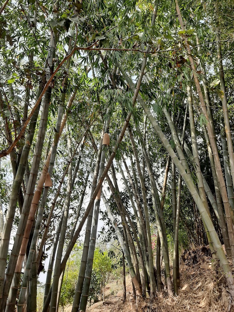 Mahabaleshwar Bungalows & Cottages - Mahabaleshwar Bungalows & Cottages, Plot No. 16/B, Khingar Road, Besides Blue Country Resort, MSEB Office, opposite Panchgani, Shahunagar, Khingar, Maharashtra 412805, India