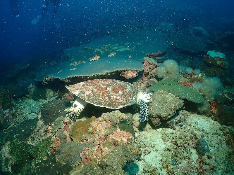 Phuket Dive Center - Phuket Dive Center เลขที่ 3 หมู่ 8 Thanon Chao Fah Tawan Tok, Tambon Chalong, Amphoe Mueang Phuket, Chang Wat Phuket 83130, Thailand