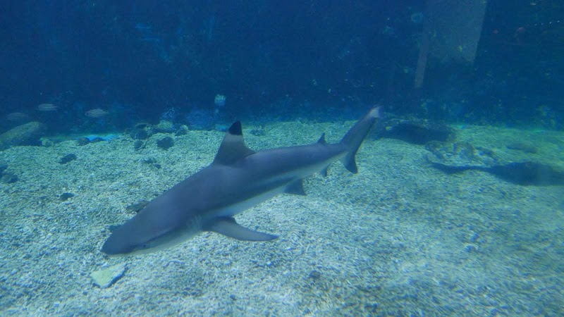 Shenzhen Sea World Sharks Hall