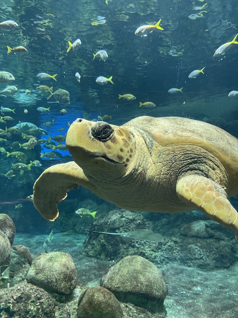 SeaWorld San Diego - SeaWorld San Diego 500 Sea World Dr., San Diego, CA 92109, USA