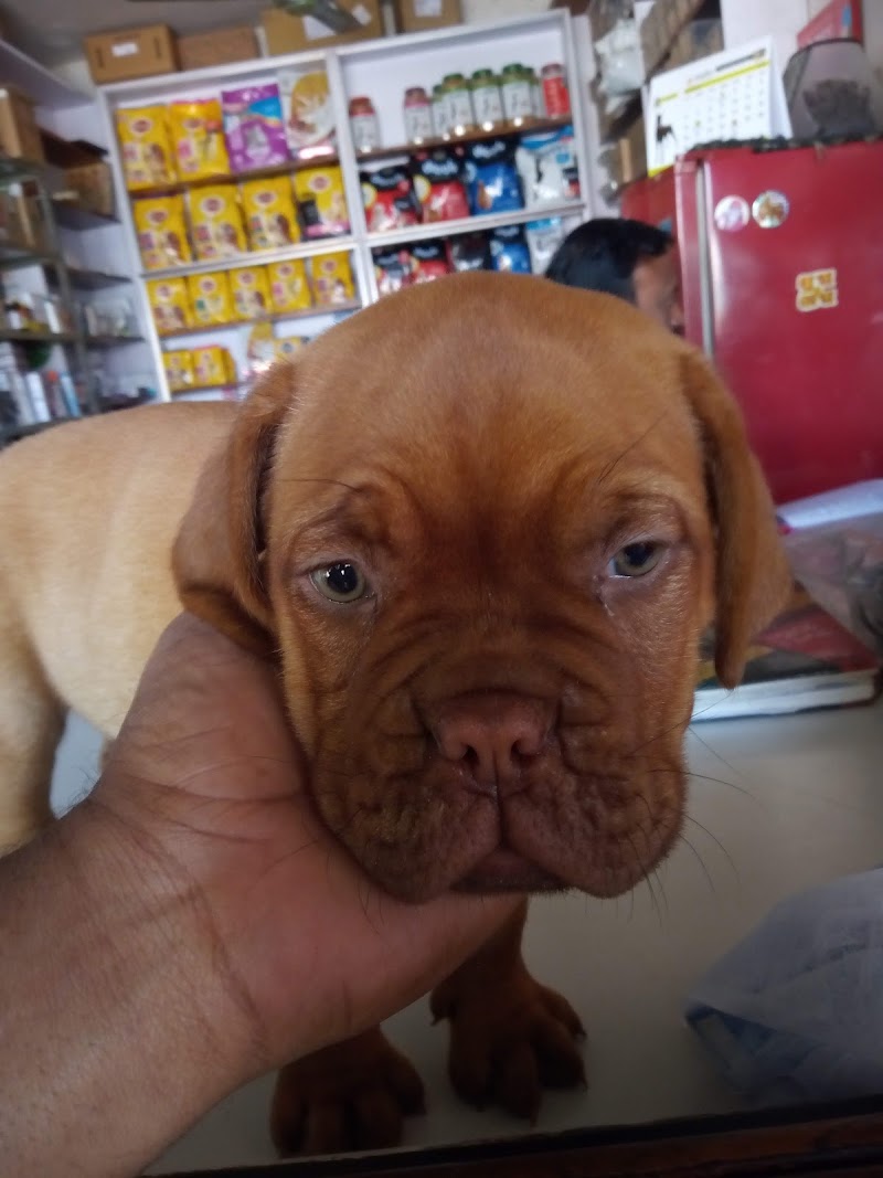 Pet Health Clinic - Dr. Padam Jain | Pet Clinic in Raipur | Veterinary Doctor in Raipur. - Pet Health Clinic - Dr. Padam Jain | Pet Clinic in Raipur | Veterinary Doctor in Raipur. Shop No. 7, Ashoka Tower, Shankar Nagar, Raipur, Chhattisgarh 492004, India