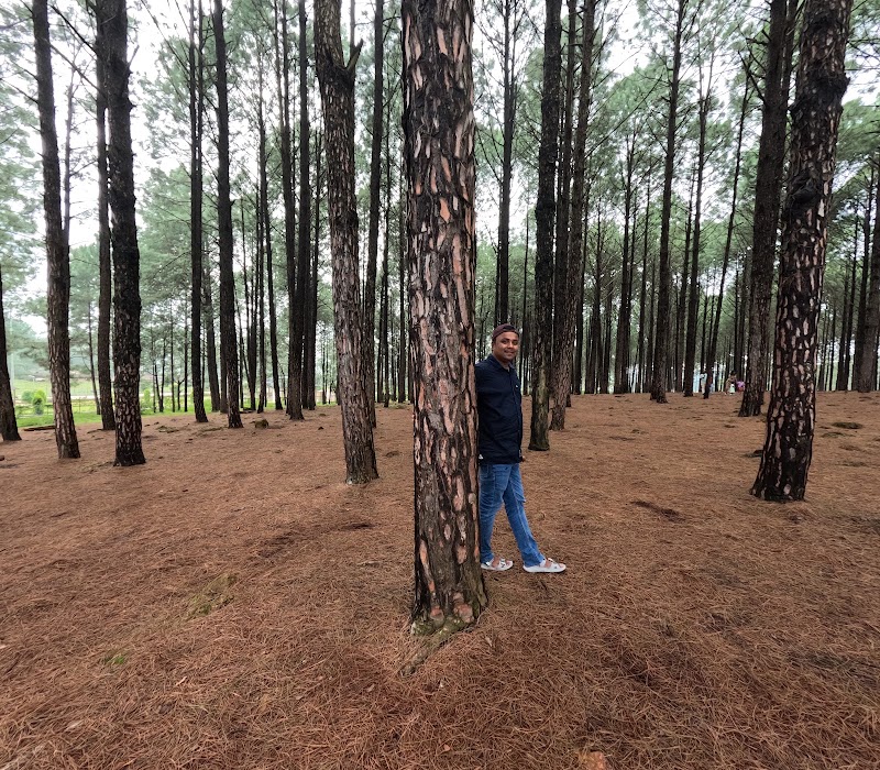 Pine Forest Koel View Point - Pine Forest Koel View Point F7PG+9X5 Koel View Point, Netarhat, Jharkhand 835218, India