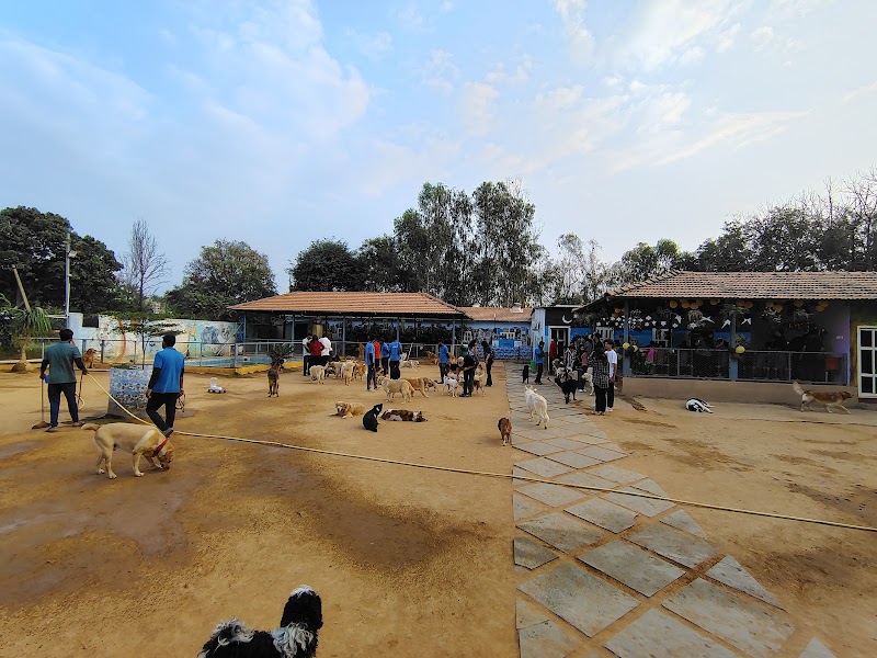 Wille's Pet Paradise - Wille's Pet Paradise 55, Sarjapur - Marathahalli Rd, Petrapebbles layout, Mullur, Bengaluru, Karnataka 560035, India