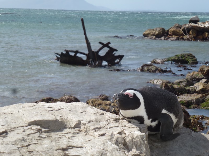 Betty's Bay - Betty's Bay, 7141, South Africa