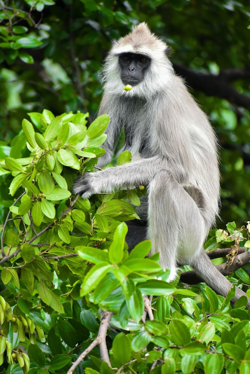 Chinnar Wildlife Sanctuary - Chinnar Wildlife Sanctuary 8644+PC6, Munnar - Udumalpet Rd, Munnar, Kerala 685612, India