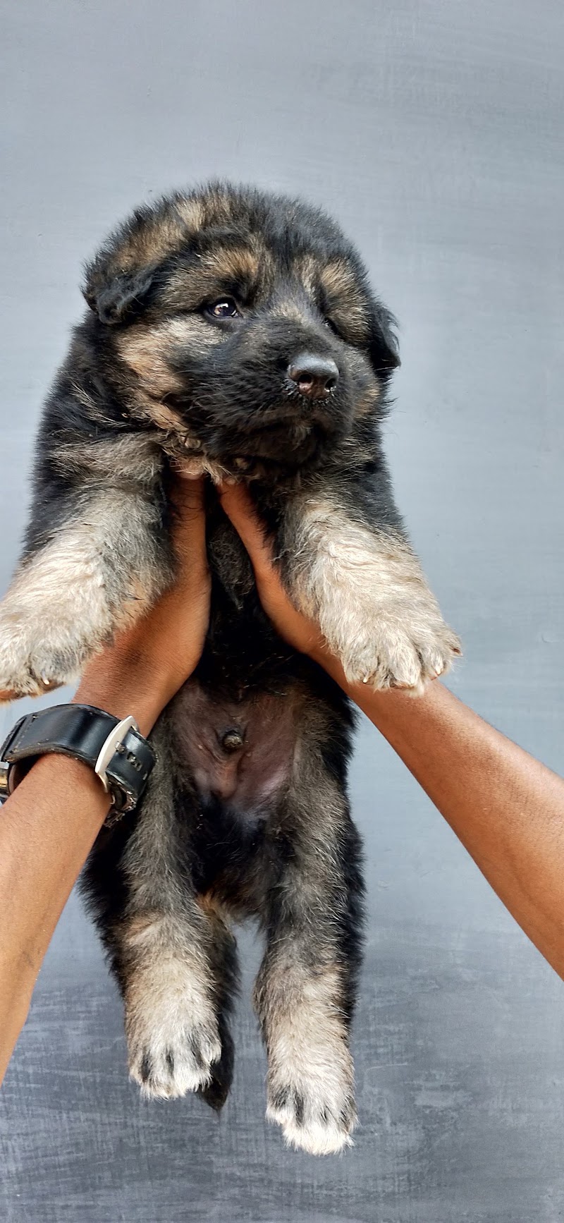 Doggyz HuB Dmt - Doggyz HuB Dmt, Aama talab road, Rudri Road, indoor stadium, ke pass, Ekta Nagar, Itwari Bazar, Dhamtari, Chhattisgarh 493773, India