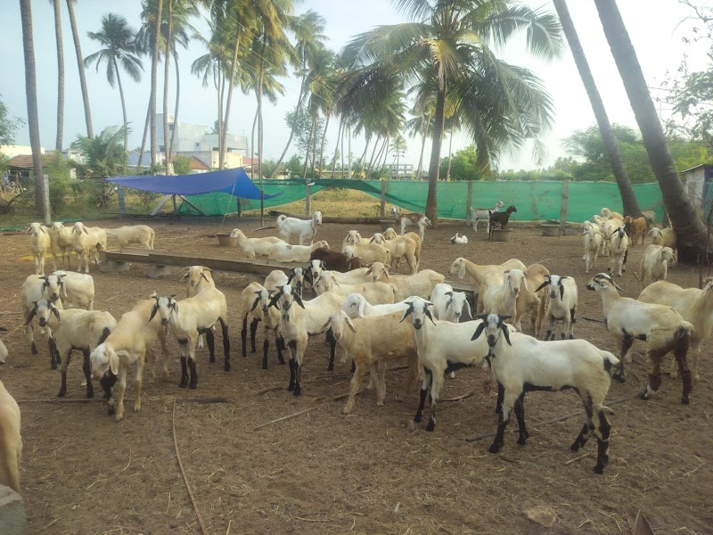 The Fat Lamb Co. - The Fat Lamb Co., Nadar Colony, Kompanaipudur, Kolathupalayam, Tamil Nadu 638152, India