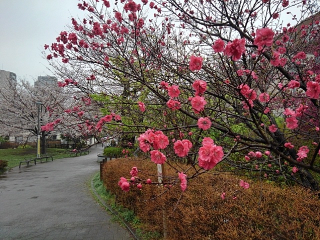 Shinjuku City Tomihisa Sakura Park - Shinjuku City Tomihisa Sakura Park 21-17 Tomihisachō, Shinjuku City, Tokyo 162-0067, Japan