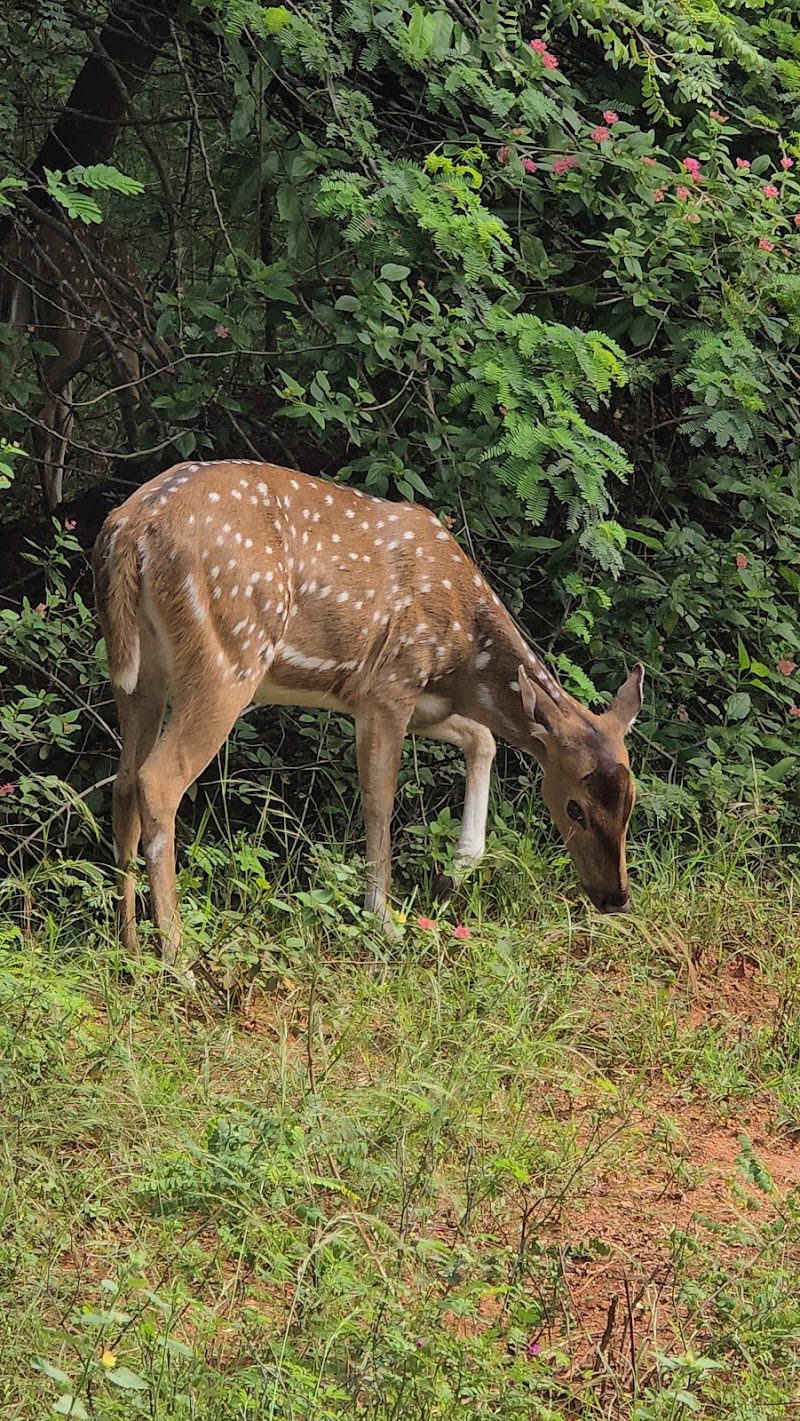 Cauvery Wildlife Sanctuary,Mandya-Ramanagara zone. - Cauvery Wildlife Sanctuary,Mandya-Ramanagara zone., 8862+JQX, Basavana Betta Forest, Karnataka 571421, India