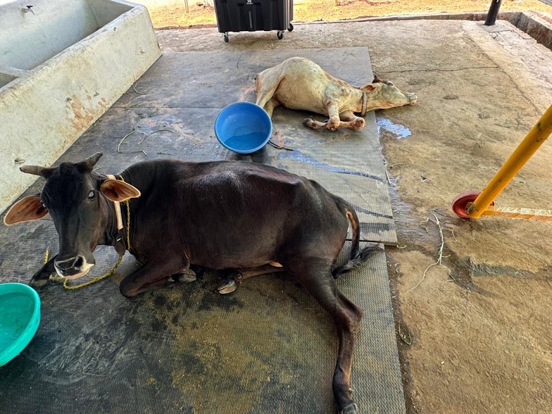 GAU AROGYAM - GAU AROGYAM, Mohara road, bypass, near mohara, Rajnandgaon, Mohara, Chhattisgarh 491441, India