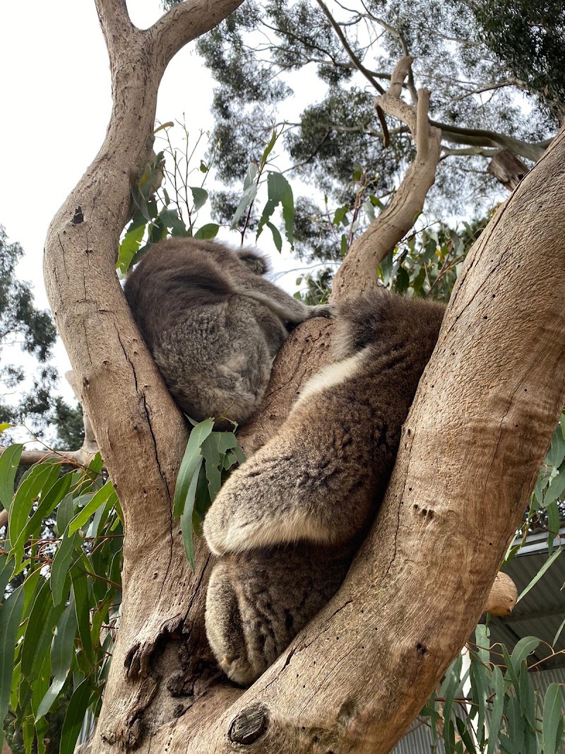 Kangaroo Island - Kangaroo Island, South Australia, Australia