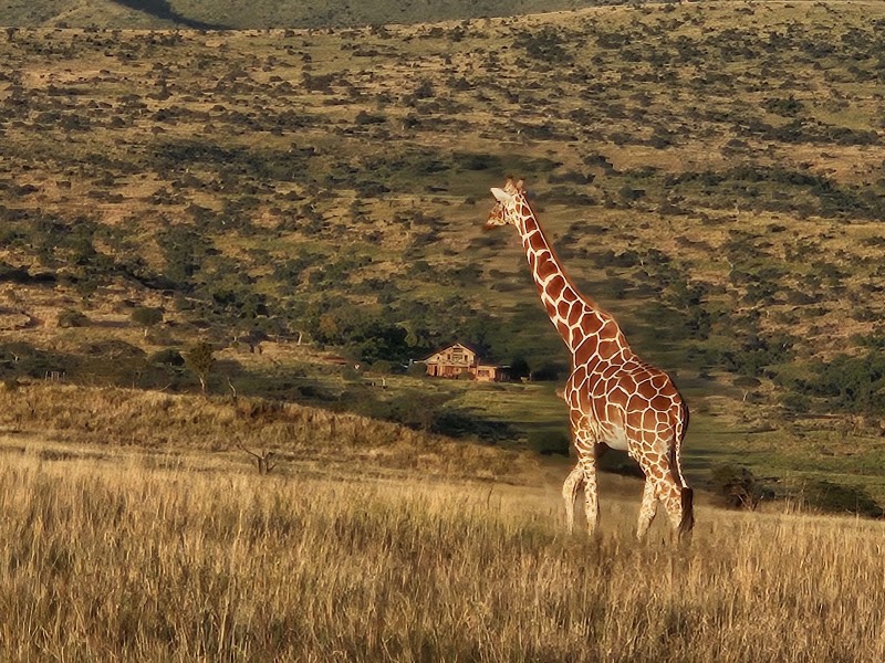 Lewa Wildlife Conservancy - Lewa Wildlife Conservancy, Isiolo, Kenya