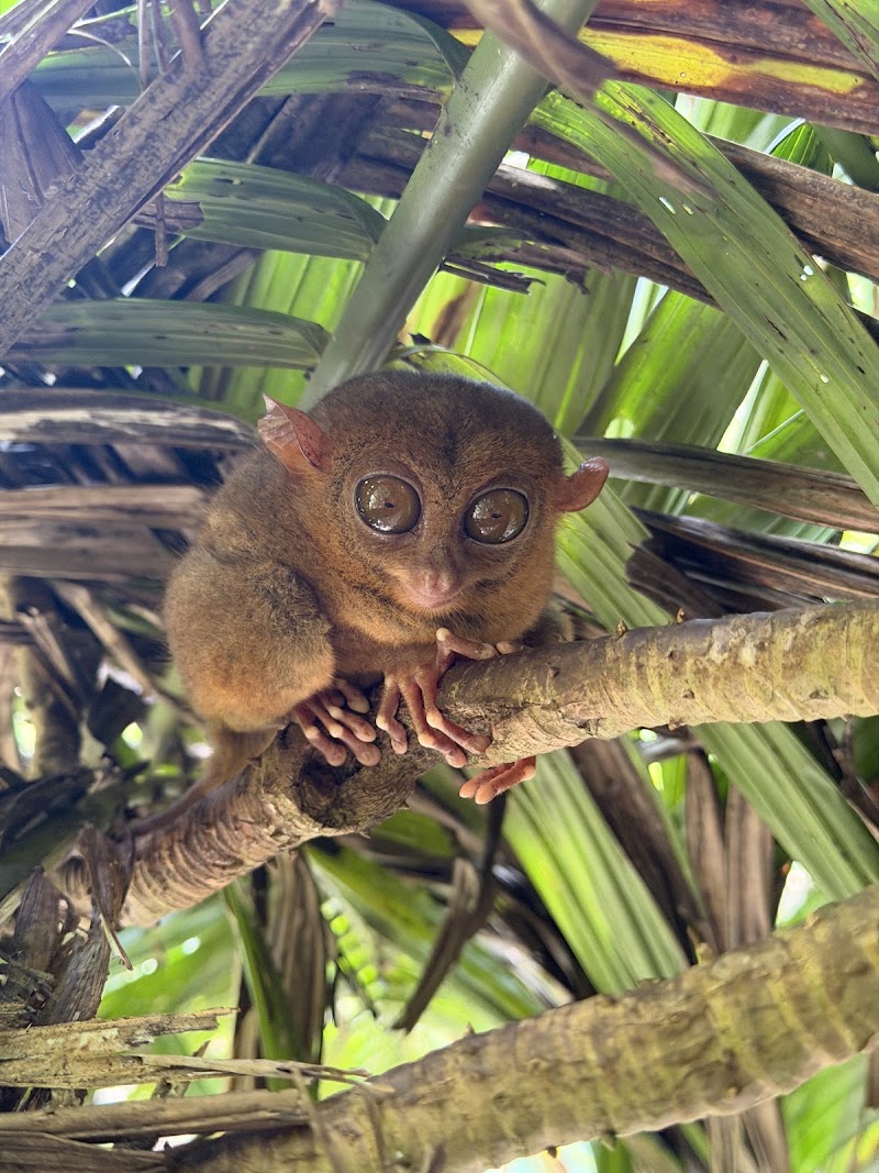 Bohol Cebu Tours - Bohol Cebu Tours, Kadulang, Marigondon, Lapu-Lapu, 6015 Cebu, Philippines