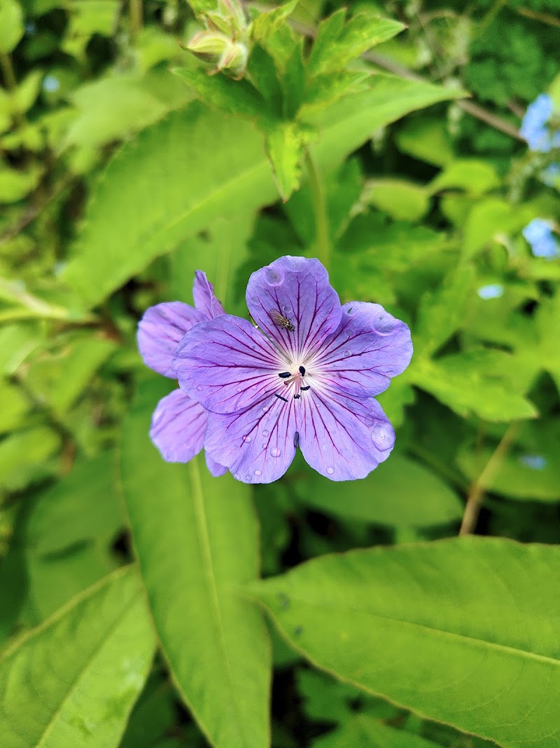 Valley of Flowers, The Paradise on Earth - Valley of Flowers, The Paradise on Earth PH4W+F96, Ghangaria - Valley of Flowers Trek Rte, Ghangaria, Uttarakhand 246443, India