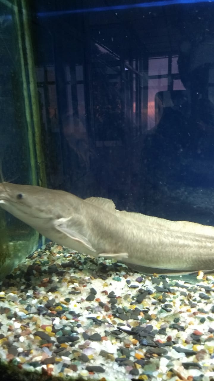 Jawahar Aquarium - Jawahar Aquarium, F35F+9FW, Mall Rd, The Mall Road, Mussoorie, Uttarakhand 248179, India