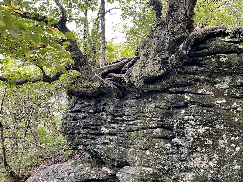 Craggy Pinnacle Trail - Craggy Pinnacle Trail 3641 Blue Ridge Pkwy, Barnardsville, NC 28709, USA