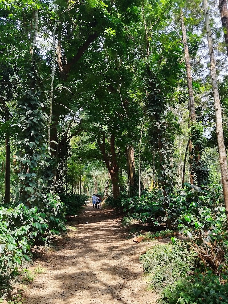 Coorg green plantation visit - Coorg green plantation visit CQPX+WW5, Mysore - Madikeri Rd, Kedakal Negadalu, Horur, Karnataka 571237, India