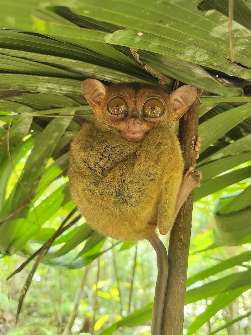 Wow Bohol Tours - Wow Bohol Tours, Purok 1 Tipolo, Panglao, 6300 Bohol, Philippines