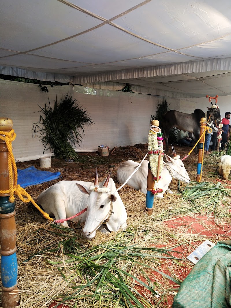 Fairly Dense Mixed Jungle - Fairly Dense Mixed Jungle 558, 22nd A Cross Rd, Vignana Kendra, Bengaluru, Karnataka 560065, India