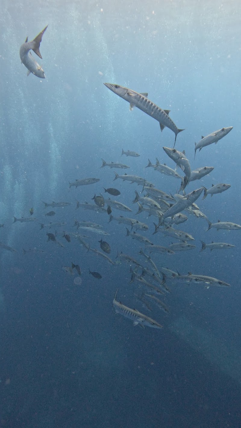 Manta Queen Liveaboard - Manta Queen Liveaboard 13/47 Building B Moo 7 T. Khuk Khak A. Takuapa, ตำบลคึกคัก อำเภอตะกั่วป่า พังงา 82220, Thailand
