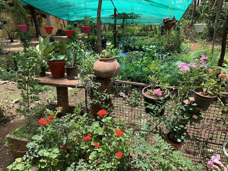 Roys Nursery Farm : Plant nursery In Mysuru. - Roys Nursery Farm : Plant nursery In Mysuru., 191, Naguvanahalli, Road, Old, Hale Kesare, Mysuru, Karnataka 570019, India