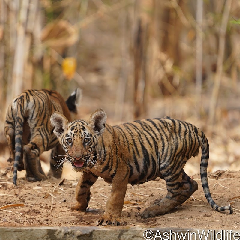 Junona Gate Tadoba - Junona Gate Tadoba MTDC Rd, Moharli, Maharashtra 442404, India
