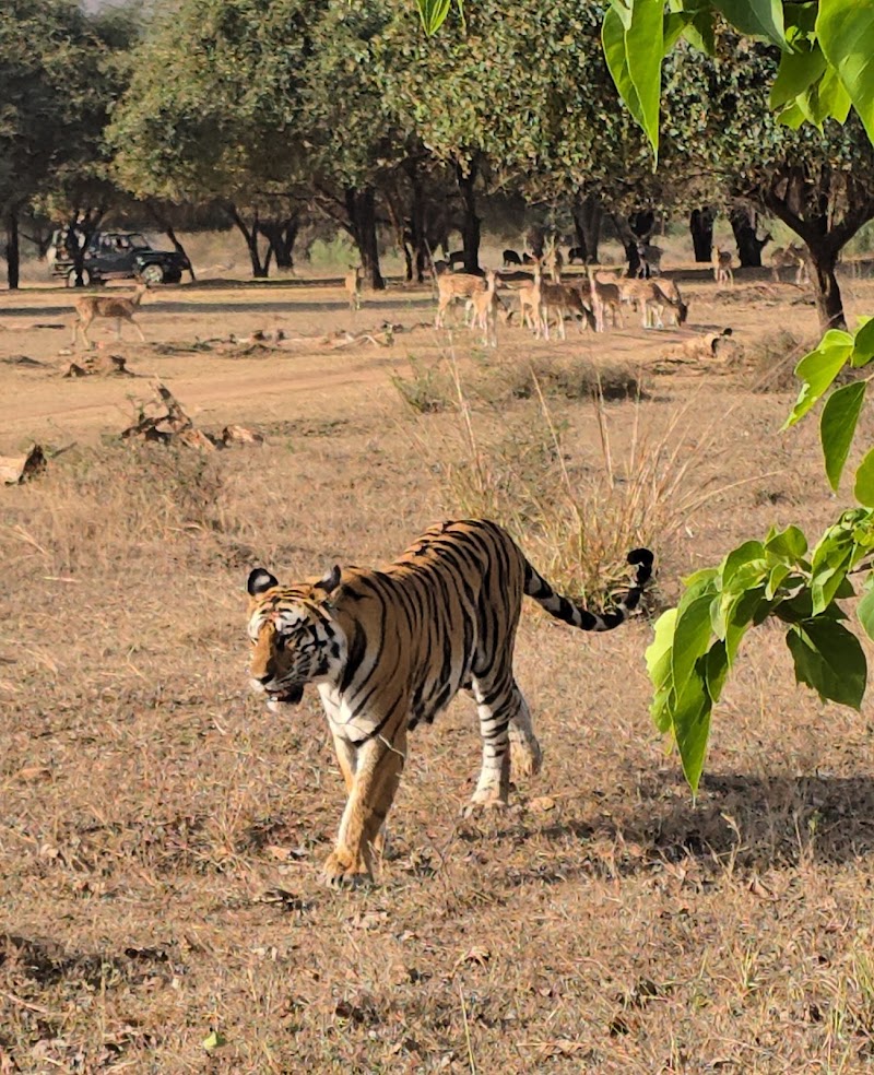 PANNA NATIONAL PARK SAFARI - PANNA NATIONAL PARK SAFARI, near Payal hotel, Sevagram, Khajuraho, Madhya Pradesh 471606, India