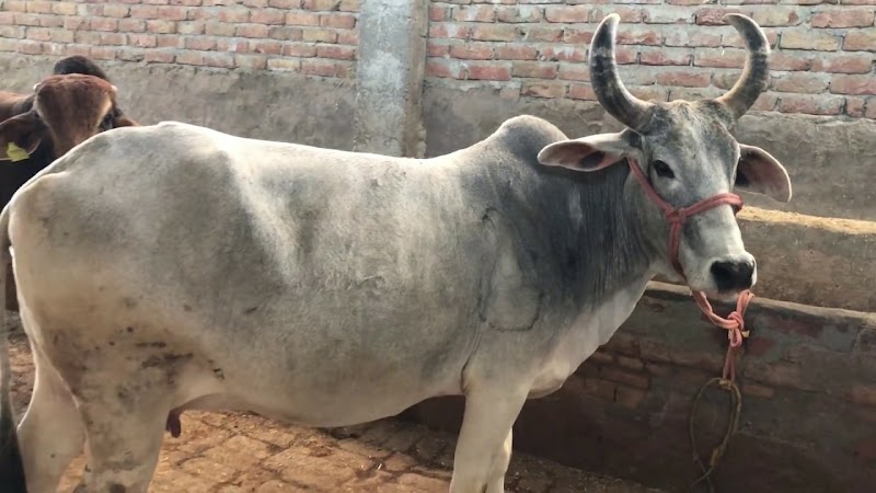 P R Goshala - P R Goshala, Goshala chowk, PF4J+6J9, near BED collage, Balangir, Odisha 767001, India