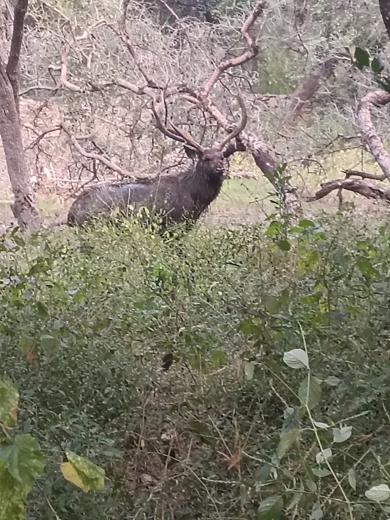 Kumbhalgarh wildlife sanctuary - Kumbhalgarh wildlife sanctuary Aaret, कुम्भलगढ़, क़िला कुम्भलगढ़, राजस्थान 313325, India