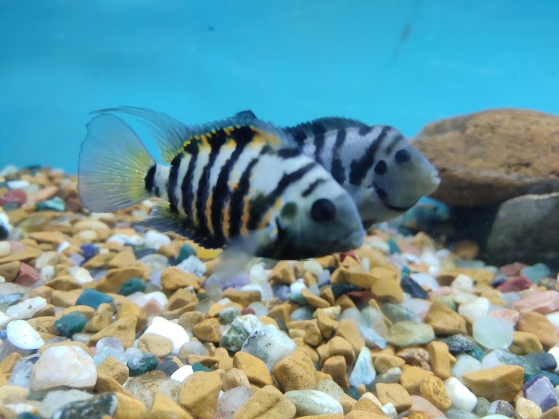 Namma Bengaluru Aquarium - Namma Bengaluru Aquarium Kasturba Rd, Shanthala Nagar, Bengaluru, Karnataka 560001, India