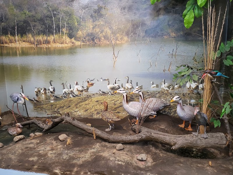 Nature Interpretation Centre, Sukhna Lake - Nature Interpretation Centre, Sukhna Lake PRQJ+QCR, Bhagwanpura, Chandigarh, 160001, India