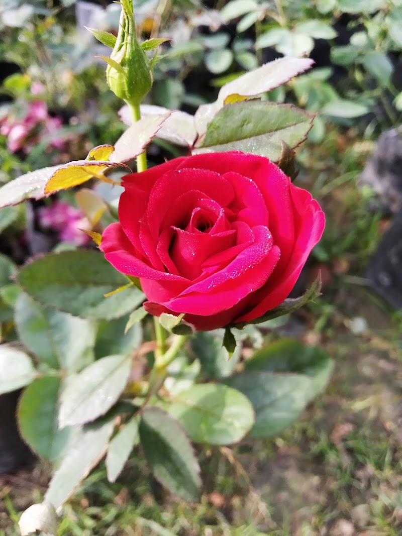 Maa Tara Nursary
