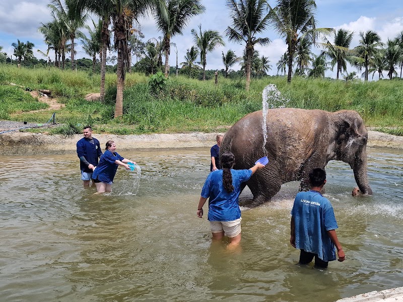 Pattaya Ethical Elephant Tour (Living Green Elephant Sanctuary) - Pattaya Ethical Elephant Tour (Living Green Elephant Sanctuary) 524 Soi Buakhao, Muang Pattaya, Amphoe Bang Lamung, Chang Wat Chon Buri 20150, Thailand