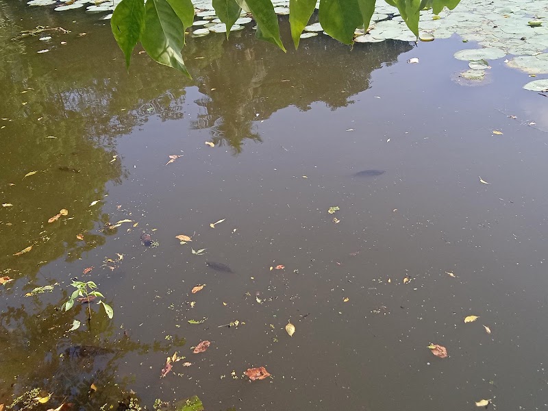 Lotus Pond - Lotus Pond Lotus Pond, Selvam Nagar, Pallikaranai, Chennai, Tamil Nadu 600100