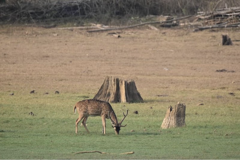 Kabini Forest - Kabini Forest, Kabini Safari centre, Dammanakatte, Karnataka 571114, India