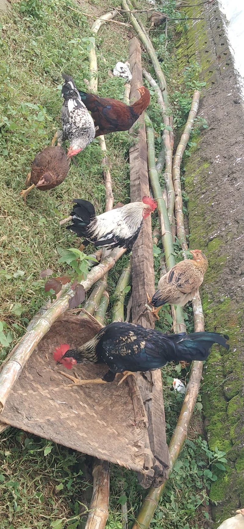 T and S Desi Chicken Farm - T and S Desi Chicken Farm, RWW3+V2V, Baldhiamal, Odisha 766023, India