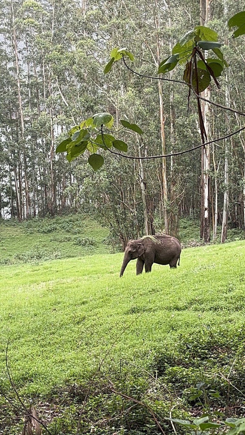 Munnar safari - Munnar safari Kannaimalai estate, lower division, Kannan Devan Hills, Munnar, Kerala 685612, India