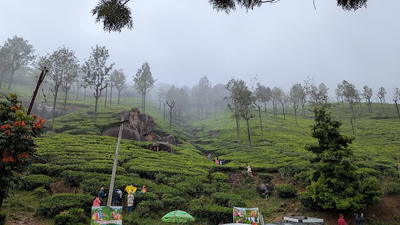 Tea estate - Tea estate 9R4J+HV3, Unnamed Road, Burliyar, Tamil Nadu 643102, India