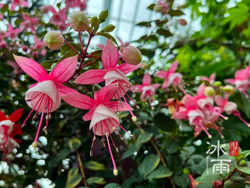 Flower Dome - Flower Dome 18 Marina Gardens Dr, Singapore 018953