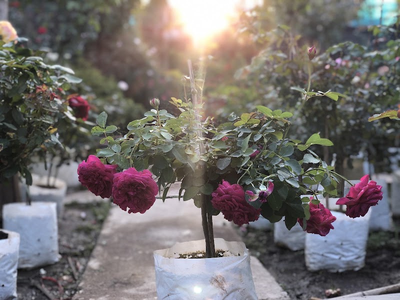 Vườn Hồng Sweet Rose - Vườn Hồng Sweet Rose, Cuối Ngõ 264 Âu Cơ, Hồng Hà, Hà Nội, Vietnam