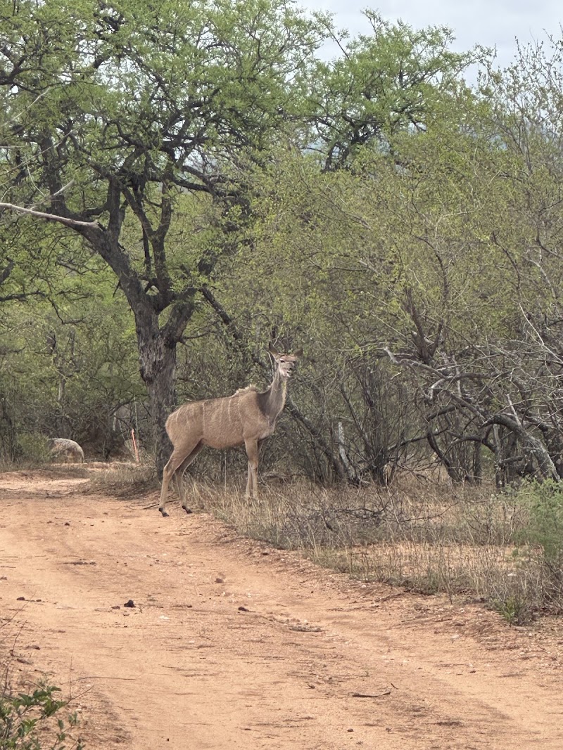Maroelani Private Nature Reserve - Maroelani Private Nature Reserve, R40, 1380, South Africa