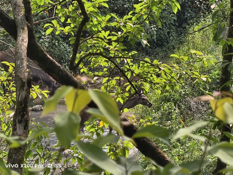 Jim Corbett Safari - Jim Corbett Safari Jim Corbett National Park, Ramnagar, Uttarakhand 244715, India