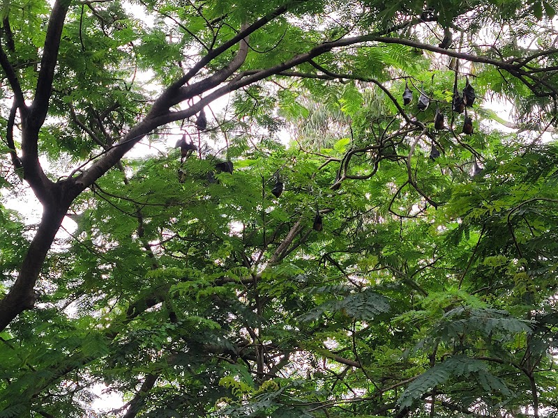 Bugle Rock Park - Bugle Rock Park WHV9+3QM, Bull Temple Rd, Basavanagudi, Bengaluru, Karnataka 560004, India