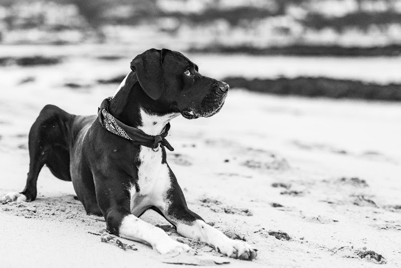 Glencairn Veterinary Clinic - Glencairn Veterinary Clinic, Shop 5, Glencairn Shopping Centre, Birkenhead Rd, Glencairn Heights, Cape Town, 7975, South Africa