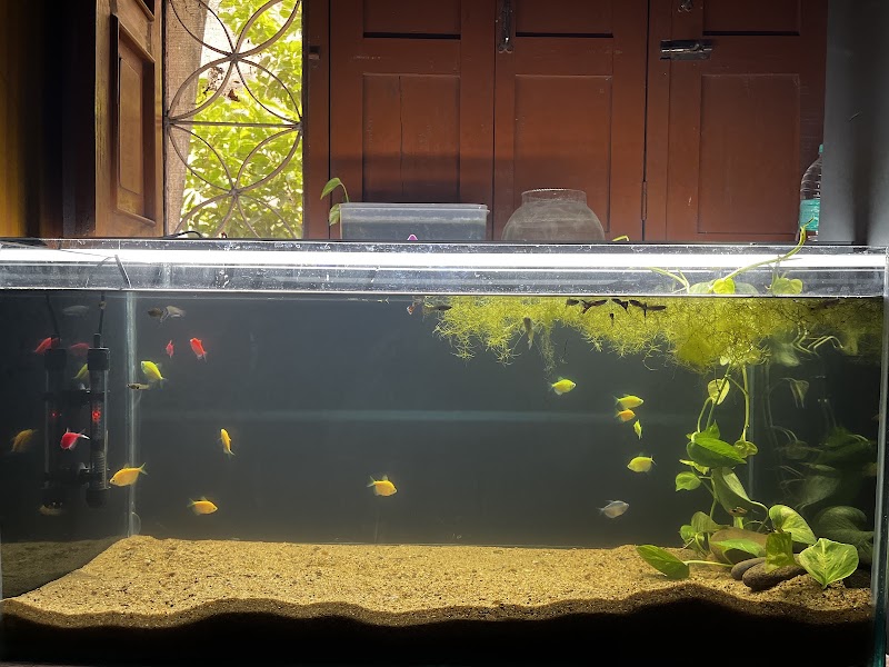 Fish & Fin Aquashop - Fish & Fin Aquashop, 2HX2+CV7, Dunguripali, Lariabahal, Odisha 767023, India
