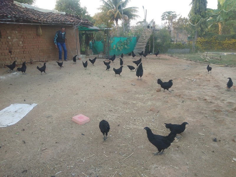 Kanker Kadaknath Farm - Kanker Kadaknath Farm, Nawagaon, Chhattisgarh 494334, India