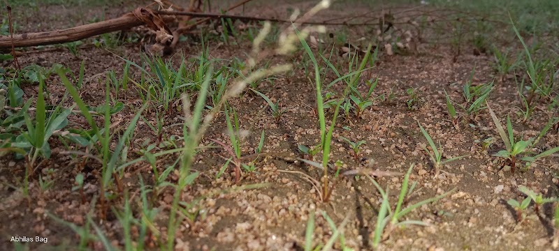 Hinjilibahali BRUNDA(Padna to Pade ga) - Hinjilibahali BRUNDA(Padna to Pade ga), Junagarh Station Rd, Meriabandhali, Junagarh, Odisha 766014, India