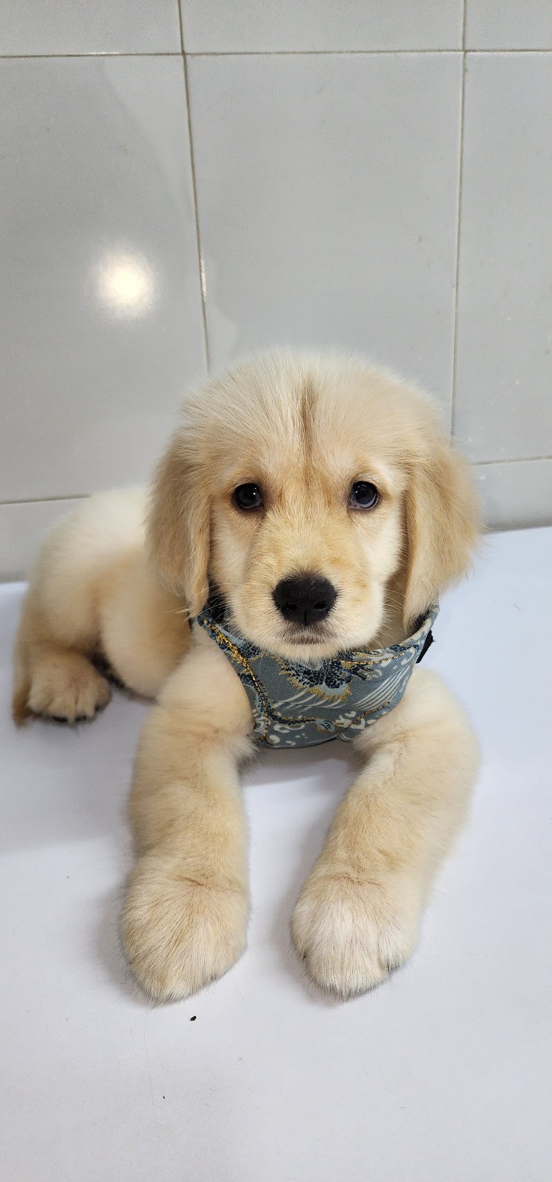 Furry cuddle Chembur nakka - Furry cuddle Chembur nakka Shop no 1/2, rishabh shopping centre, below chembur nakka mono rail station, Gulmarg Society, Chembur, Mumbai, Maharashtra 400071, India